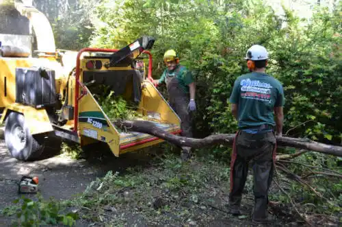 tree services Madera